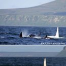 [사진 한 장] “유령 킬러 고래”~ `화이트 범고래` 야생 최초 포착 이미지