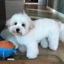 아이펫살롱 네이버블로그