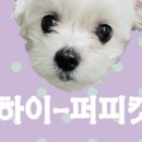 하이퍼피 이미지