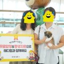 대구강아지분양 테디럽 이미지