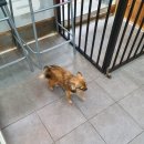 딱지애견샵 이미지