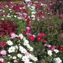 오일시장(축협하나로마트) 이미지