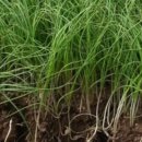 달래농장 이미지