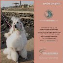 김지순애견미용학원 | 과천애견미용학원 김지순애견미용학원 실력파 원장의 1:1 맞춤 교육