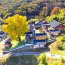 능주향교 은행나무 이미지