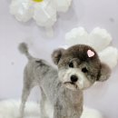 꼼꼼 애견미용실 이미지