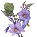 보테니컬 아트 이미지