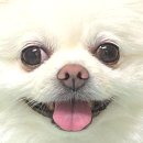 펫쯔스낵 애견수제간식 안산본점 | 펫쯔스낵 애견수제간식 체험단 모집!