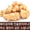 바로돼지