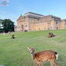 한국카 | 일본 오사카 렌트카 예약 후기 비용 할인 받는법 차종별 총정리