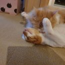 디디그루밍 이미지