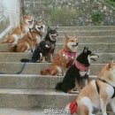 다단