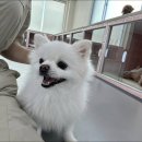 즐거운 애견 이미지