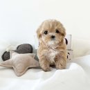 블리독(동대문장안점) 이미지