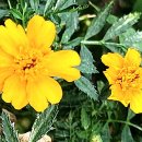 메리골드 이미지