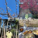 네비마켓 광양점 | [ 광양매화축제 ] 축제 총정리 기간 주차장 대기시간 먹거리 실시간 입장료 식당 포토스팟 정리 포토존