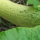 초롱농장 이미지