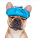 일동동물병원 이미지