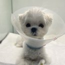 더엘동물의료센터 이미지