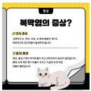 고양이 정보(복막염) 15 이미지