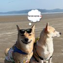 펫가든 동물병원 | 반려동물과 함께 하는 태안여행 ( with 펫니스 태안 )