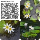 어리연