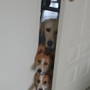 멍린이집 이미지