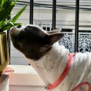 감성있개 이미지