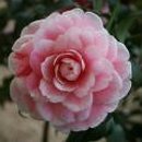 동백여인숙 이미지