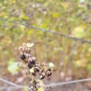 상모리-29 이미지