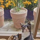 금정함박 이미지