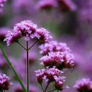 남부새싹공원 이미지