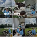 영목장 | 제주 동쪽 목장카페에서 젖소 우유주기 체험 해본 어니스트밀크