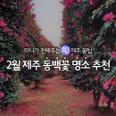 sunny house | 2월 제주도 여행 어디가지? | 제주 동백꽃 명소 추천!