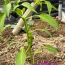 다복농장 이미지