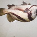 화성락실내바다낚시터 이미지