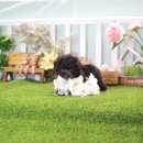 오늘도귀엽개 이미지