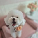 도그루밍 이미지