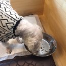에이블 동물병원 | 강아지 췌장염/동물병원 추천/췌장염 완치후기/에이블동물병원/췌장염병원비