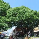 느티나무 할아버지 이미지