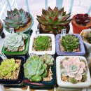 플로리스트(금) 이미지