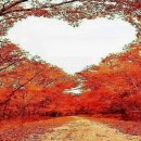 아무르(Amour)