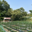 피사모아 이미지