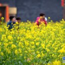 유채와바다 이미지