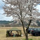 이목리 야구장 | 경북 문경 노지 차박지 문경야구장 벚꽃캠핑 후기(캠핑요리 추천)