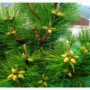 솔잎이슬 이미지