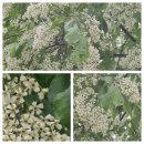 지정초등학교 이미지