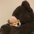 야옹아멍멍해봐 - 평택시 은실고가길 179 | 야옹아멍멍해봐