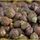 파라다이슨 이미지