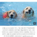 견주들한테 반응좋은듯한 뚝섬 댕댕이수영장 이미지